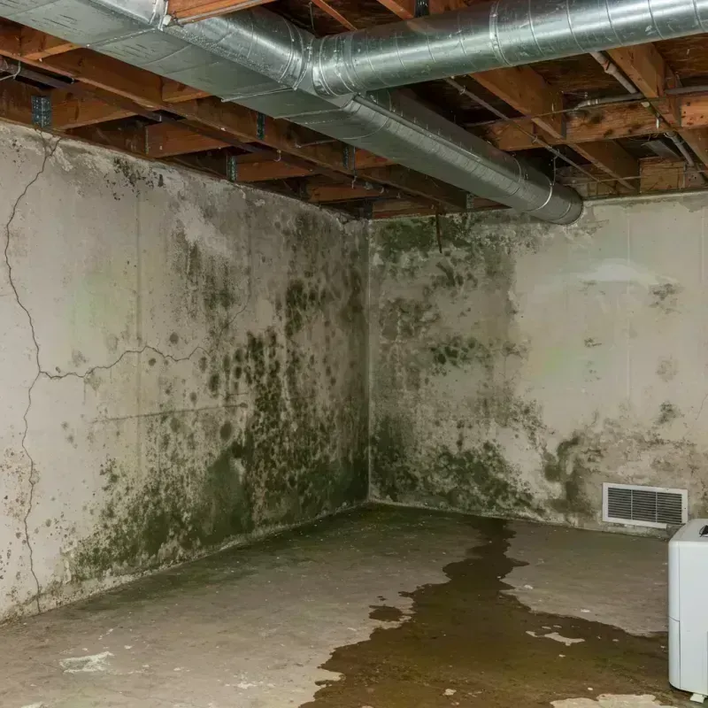 Professional Mold Removal in Mercer County, WV